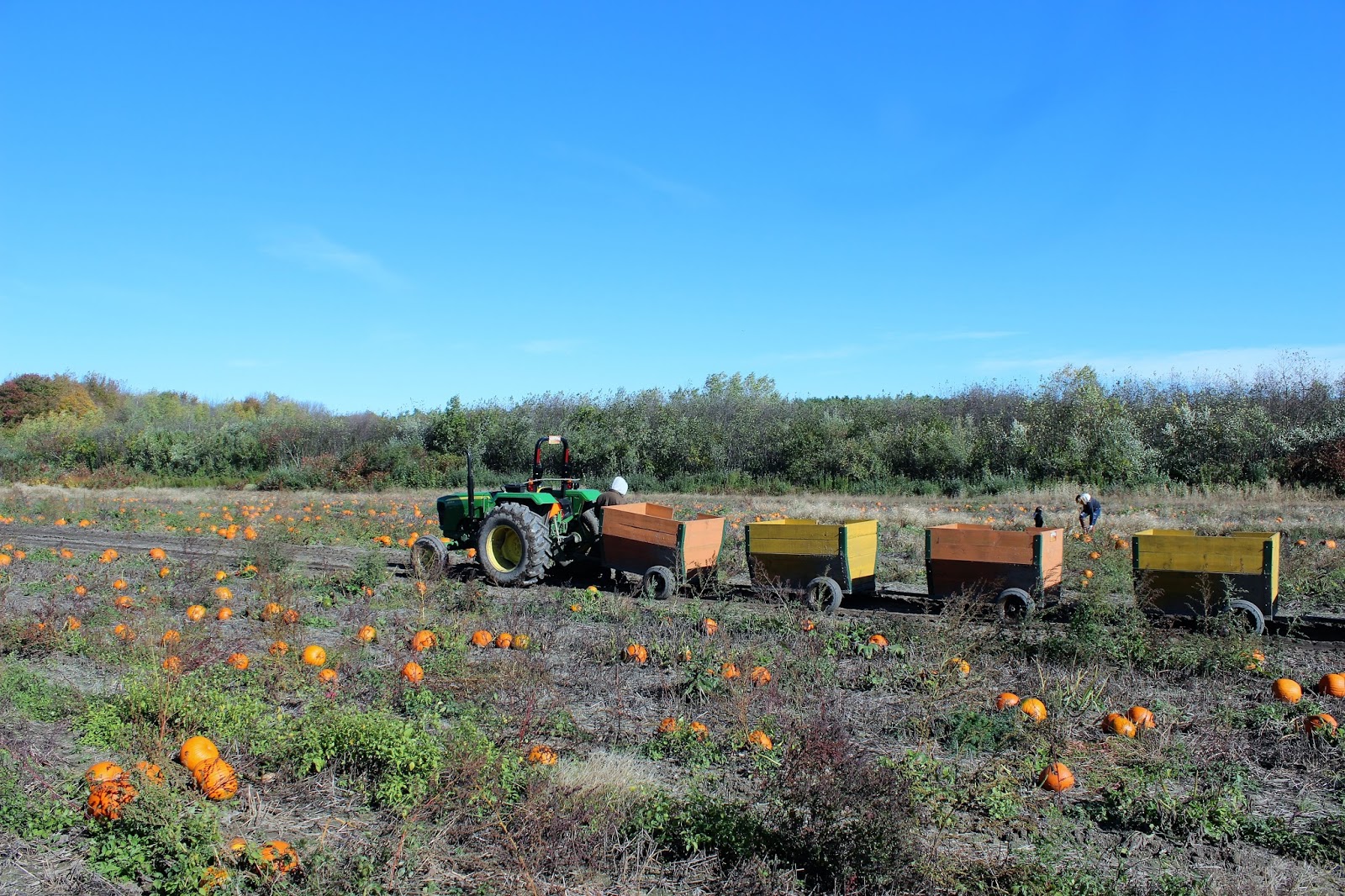 Tahoma Beadworks & Photography Sauchuk Farms Corn Maze, Plympton