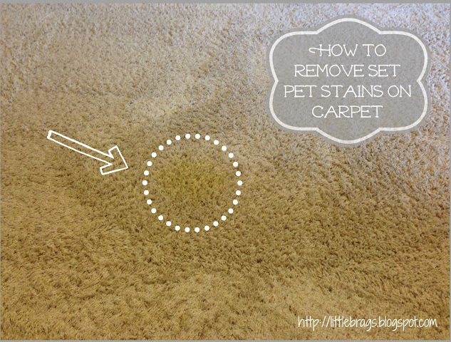 How to Remove Set Pet Stains on a Carpet