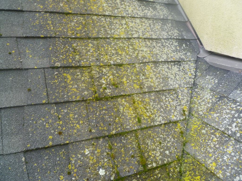 algae resistant roof shingles algae resistant roof shingles