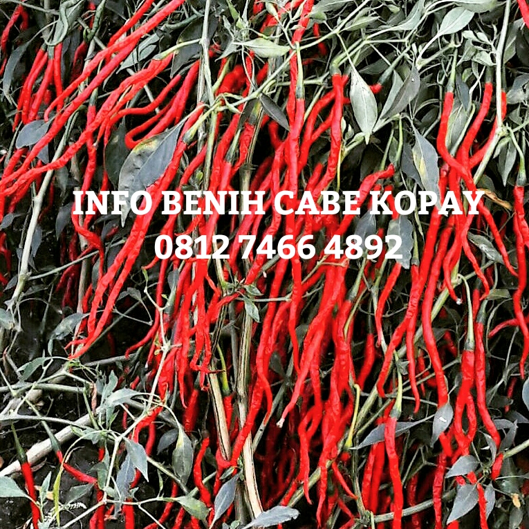 bibit cabe kopay benih cabe kopay mei 2012 bibit cabe kopay benih cabe kopay mei 2012