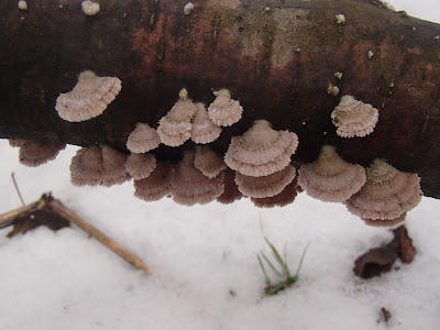 grzyby w lutym, grzyby zimowe, grzybobranie w zimie