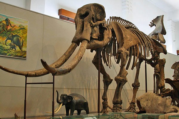 Gambar gambar fosil hewan  Puba Terbaru dan menakjubkan 