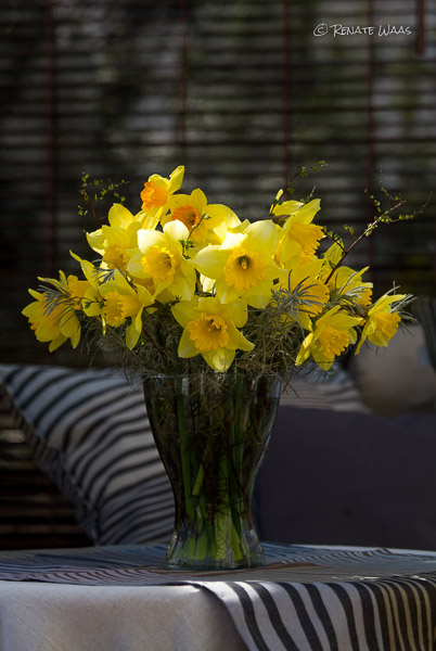 Blumenstrauss aus Narzissen - aus dem Garten im März