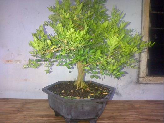 foto bonsai kemuning wangi daun kecil