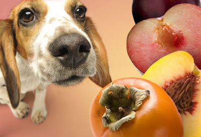 Dog sniffing persimmons and peaches