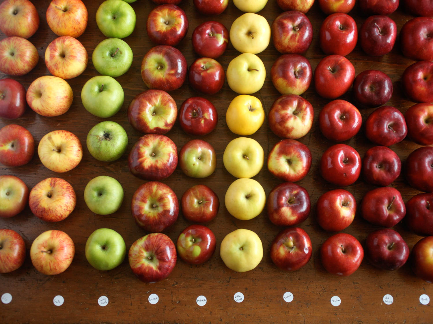 Четверо яблок. Разные яблоки. Цвет яблока. Разные сорта яблок. Яблоки разных цветов.