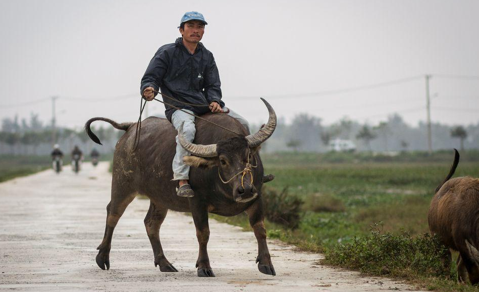 Water Buffalo Facts interesting and wonderful pictures TOOOPIC