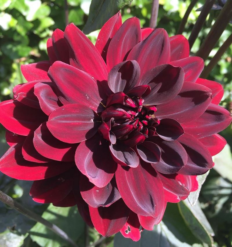flor de dalia petalos satinados color rojo
