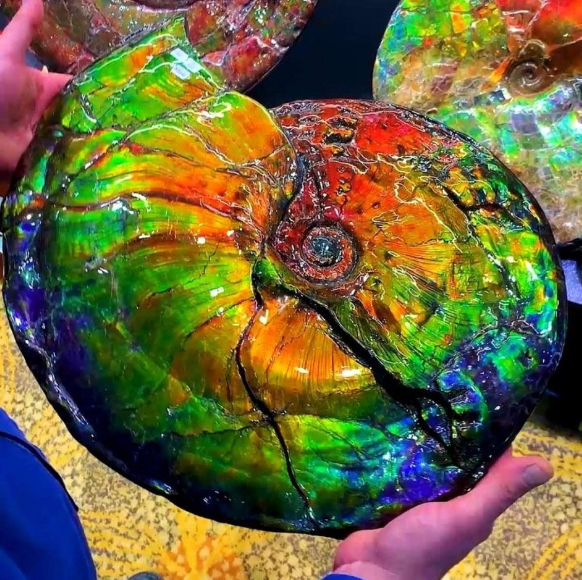 Ammolite: Gemstone with a Spectacular Flash of Iridescent Colors!