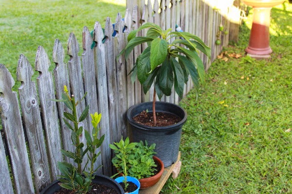 Down To Earth How To Grow Avocado From Seed