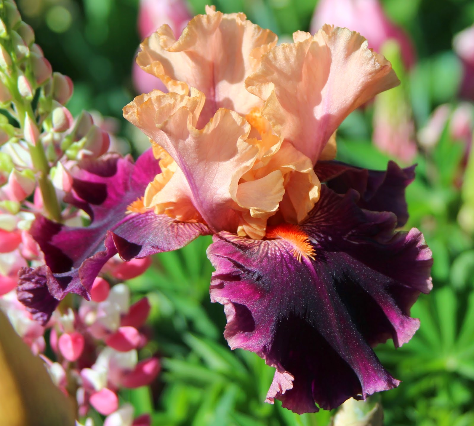 TALL BEARDED IRISES 2014 - Sowing the Seeds