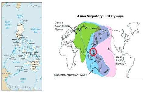 Not know, Asian avian flu mine, not Asian avian flu