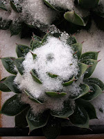 Storie del cactus: Freddo e gelo: test di resistenza del ...