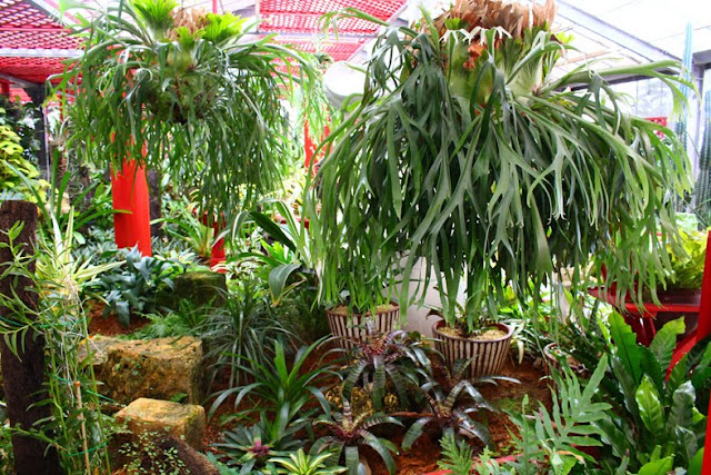 沖縄 幸和ガーデン 植物 展示 ブロメリア ビカクシダの画像