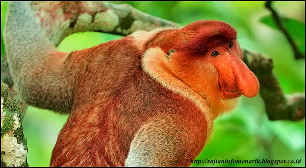 72 Gambar Hewan Paling Jelek Gratis Terbaik Gambar Hewan