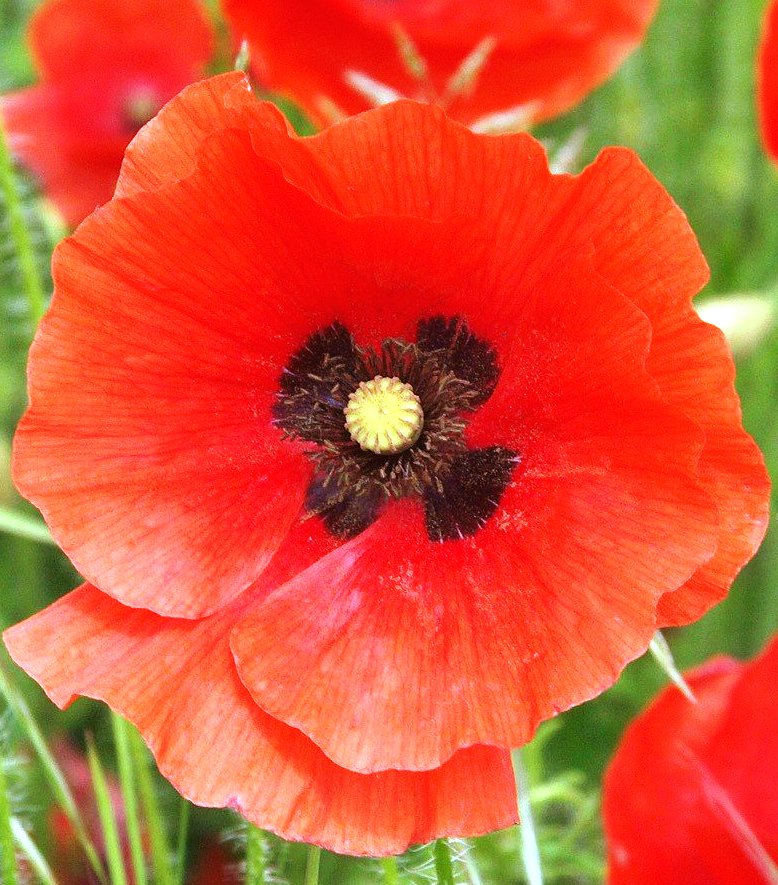 National Flower of Albania