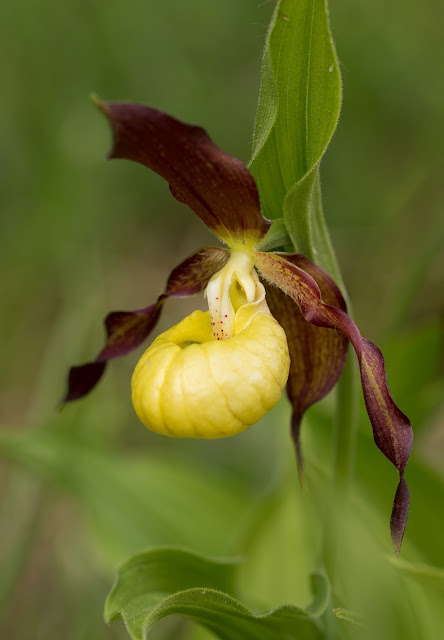 Lady's Slipper Orchid - Gait Barrows, Cumbria