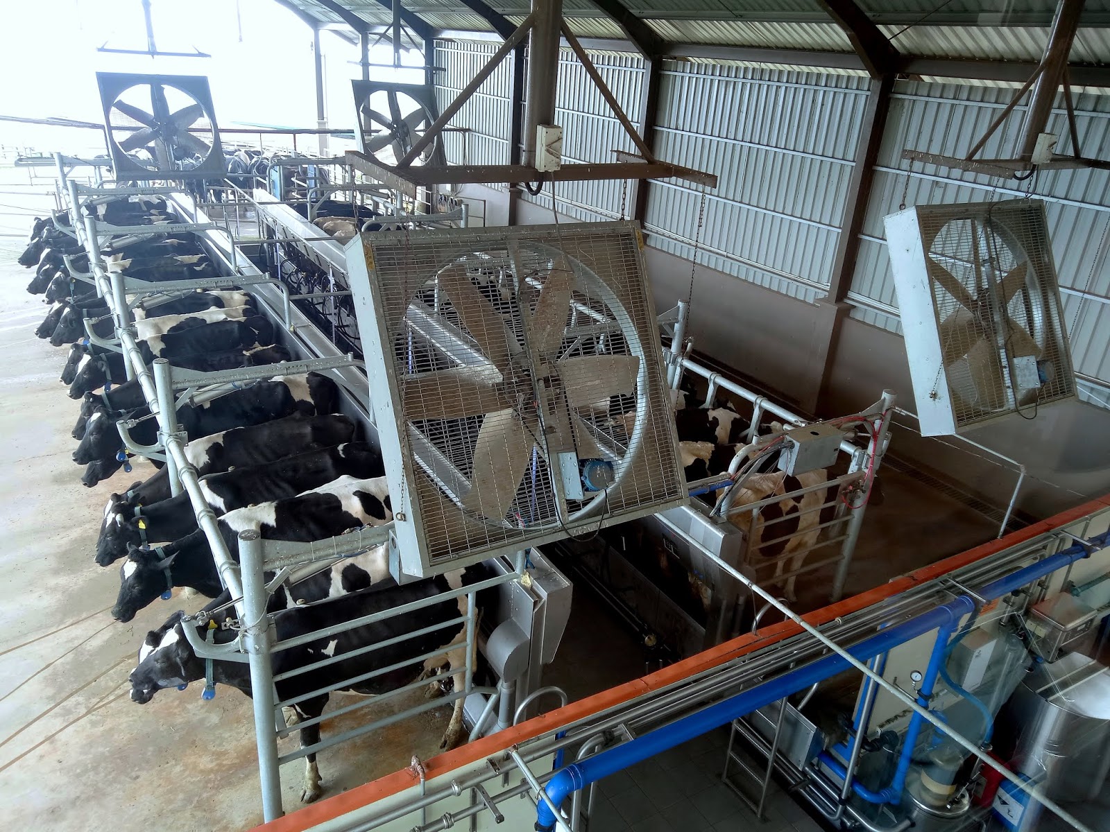 Penang Food For Thought Desa Dairy Farm