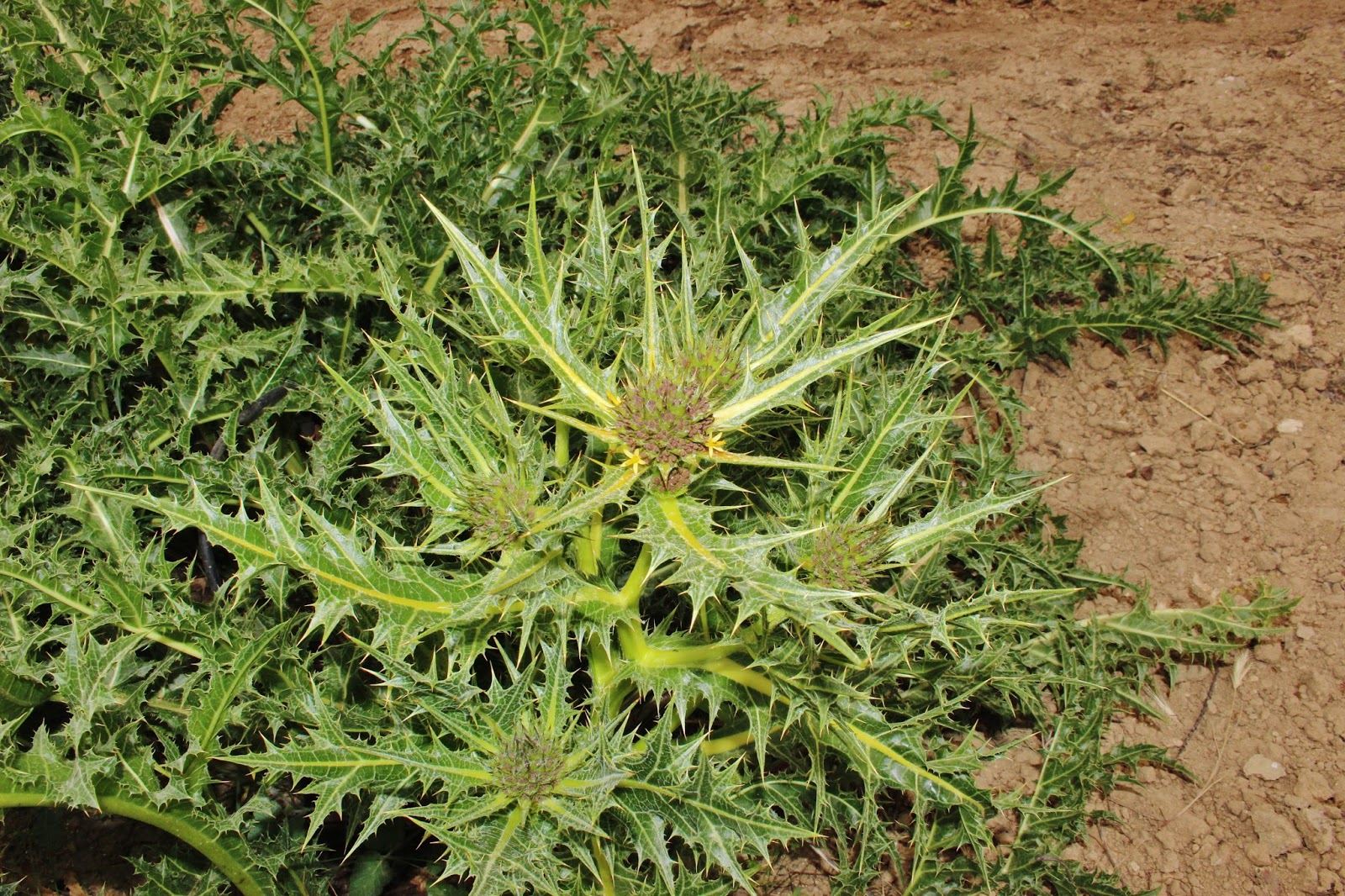 Biodiversity of Cyprus by NGO Protection of the Natural