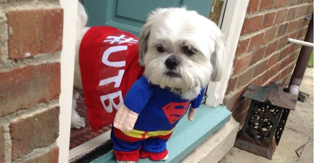 Veja como o seu SHIH TZU sabe que horas você vai chegar em CASA
