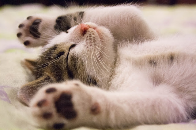The Myth About DOGS & CATS Vaccination, DEBUNKED! Pets%2BABso - The Myth About DOGS & CATS Vaccination, DEBUNKED!