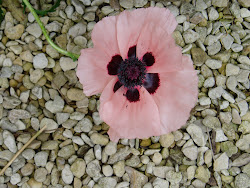 Poppy on gravel