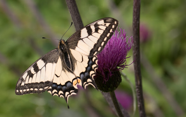 Papilio machaon