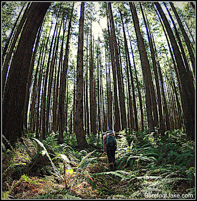 olympic coast forest