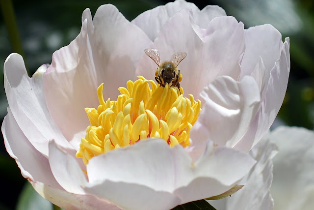 Bee-Pollen, Bee-Pollen-And-Weight-Loss, Bee-Pollen-Benefits-Weight-Loss, How To Use Bee Pollen For Weight Loss, Bee-Pollen-For-Weight-Loss, Bee-Pollen-Pills-For-Weight-Loss, Bee-Pollen-Weight-Loss, Benefits-Of-Bee-Pollen, 