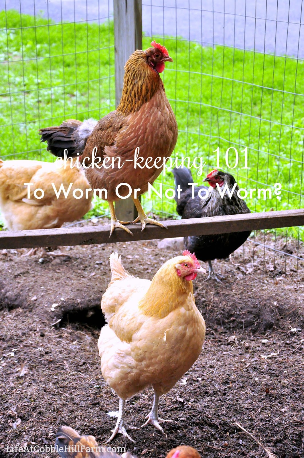 Chicken Keeping To Worm Or Not To Worm? Life At Cobble Hill Farm