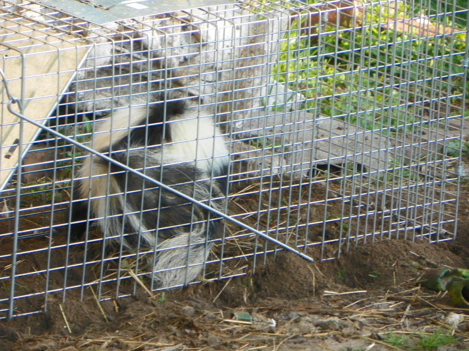 Dicky Bird's Nest Egg Sucking Skunk!