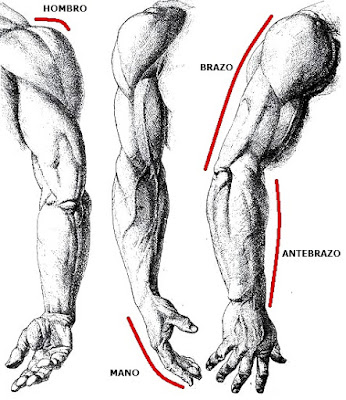 Brazos Imagen de brazos del hombre indicando partes