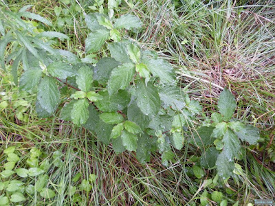 謎の草 謎の草
