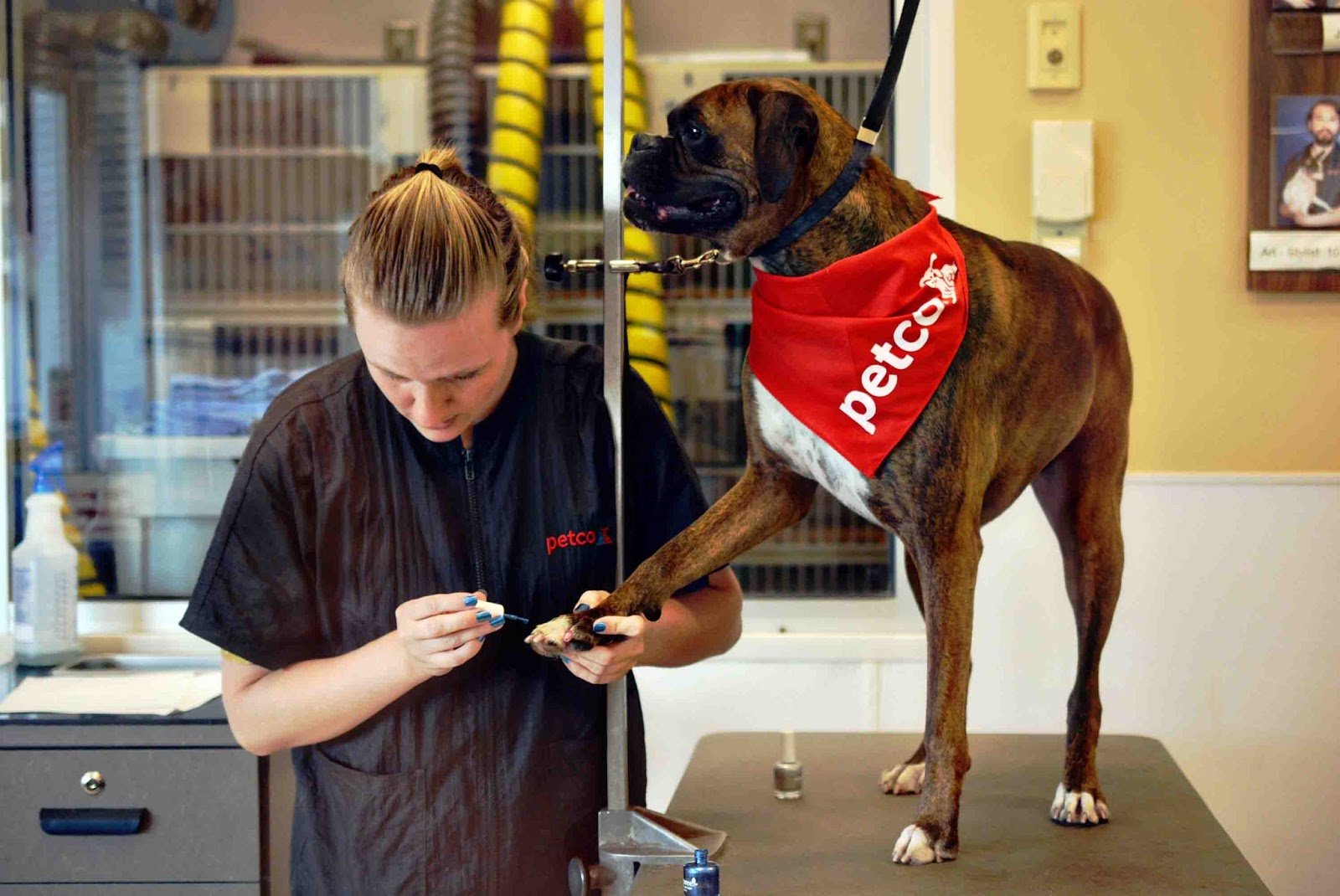 Theresa's Mixed Nuts Good, Clean Fun at Petco Grooming PetcoGrooming MM