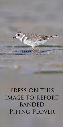 Great Lakes Piping Plover Research