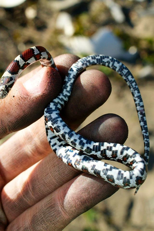 Herpedex All the Herps I Have Seen In The Wild Fall Herping in the