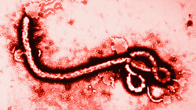 virus ebola virus yang sangat mematikan