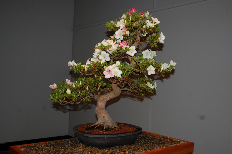 Sprouts Bonsai in Bloom