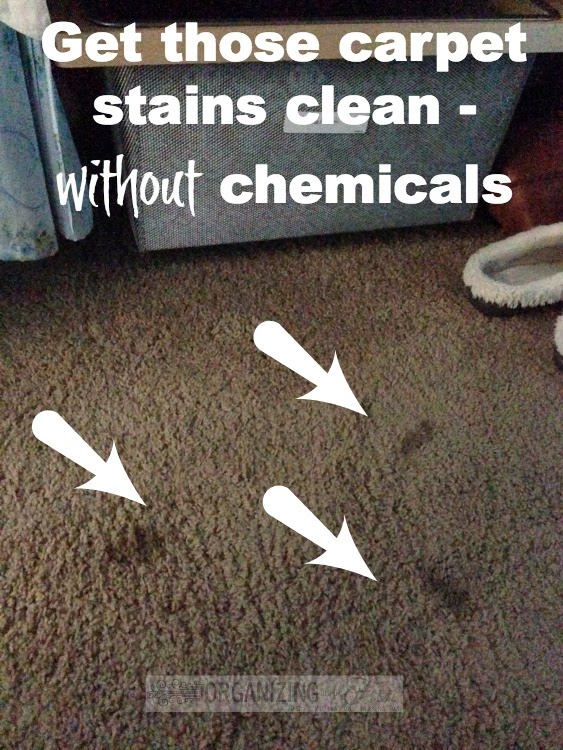 Get those carpet stains clean -- without chemicals :: OrganizingMadeFun.com