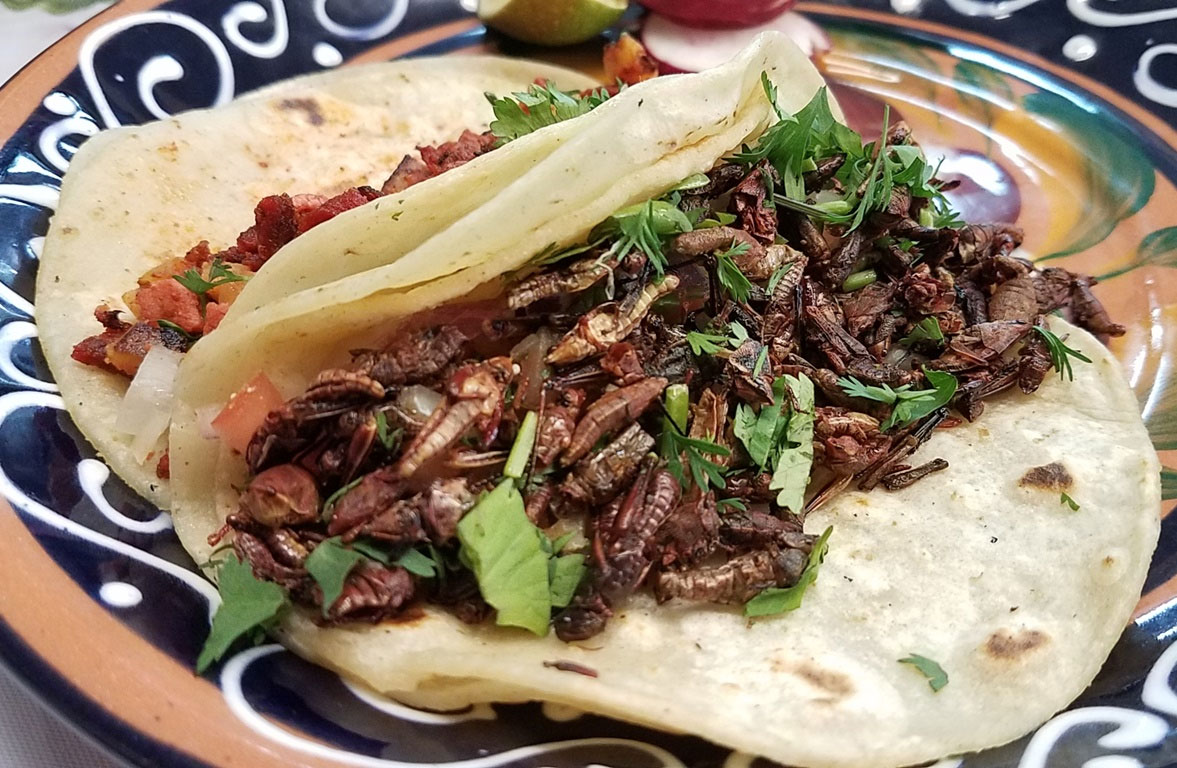 vbonito 10 insectos deliciosos que nos comemos los mexicanos vbonito 10 insectos deliciosos que nos comemos los mexicanos