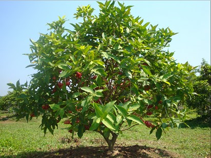 manfaat jambu air untuk kesehatan,air hijau,untuk wajah,untuk ibu hamil,buah jambu air,buah jambu air merah,pohon jambu air,daun jambu air obat diabetes, manfaat jambu air untuk kesehatan,air hijau,untuk wajah,untuk ibu hamil,buah jambu air,buah jambu air merah,pohon jambu air,daun jambu air obat diabetes,