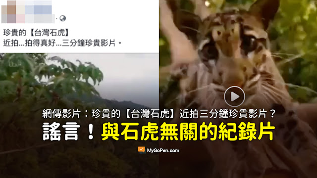 台灣石虎 珍貴影片 謠言 雲豹 三分鐘