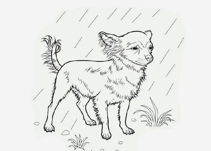 teacup chihuahua coloring pages - photo #18
