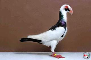 uaepigeon-612c7c7c42