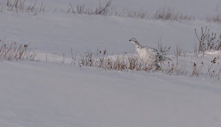 Willow Ptarmigan Willow Ptarmigan in Newfoundland