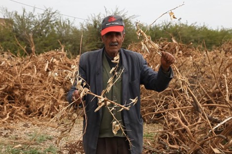 The-stress-of-drought-exacerbates-the-suffering-of-farmers