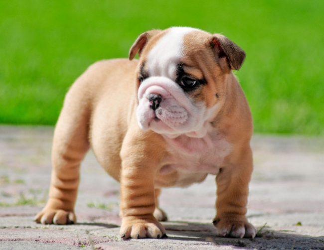 Cute DogsPets Miniature English Bulldogs Pictures
