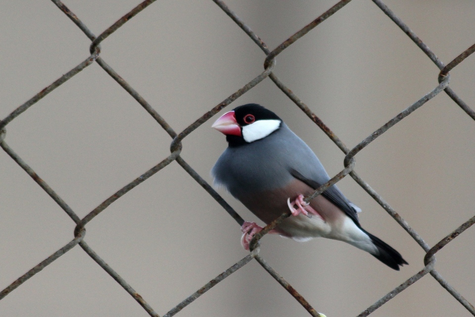 Kay Parkin Birding: All my Christmas's had come at once!
