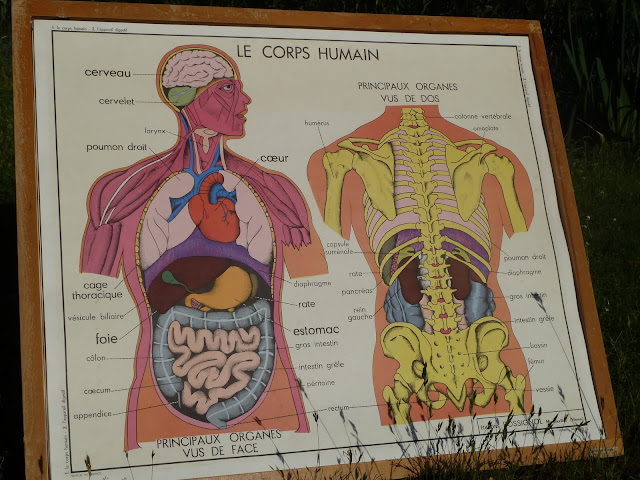 Ecole FMR 1000 Affiches scolaires: Corp humain et digestion Rossignol 1960