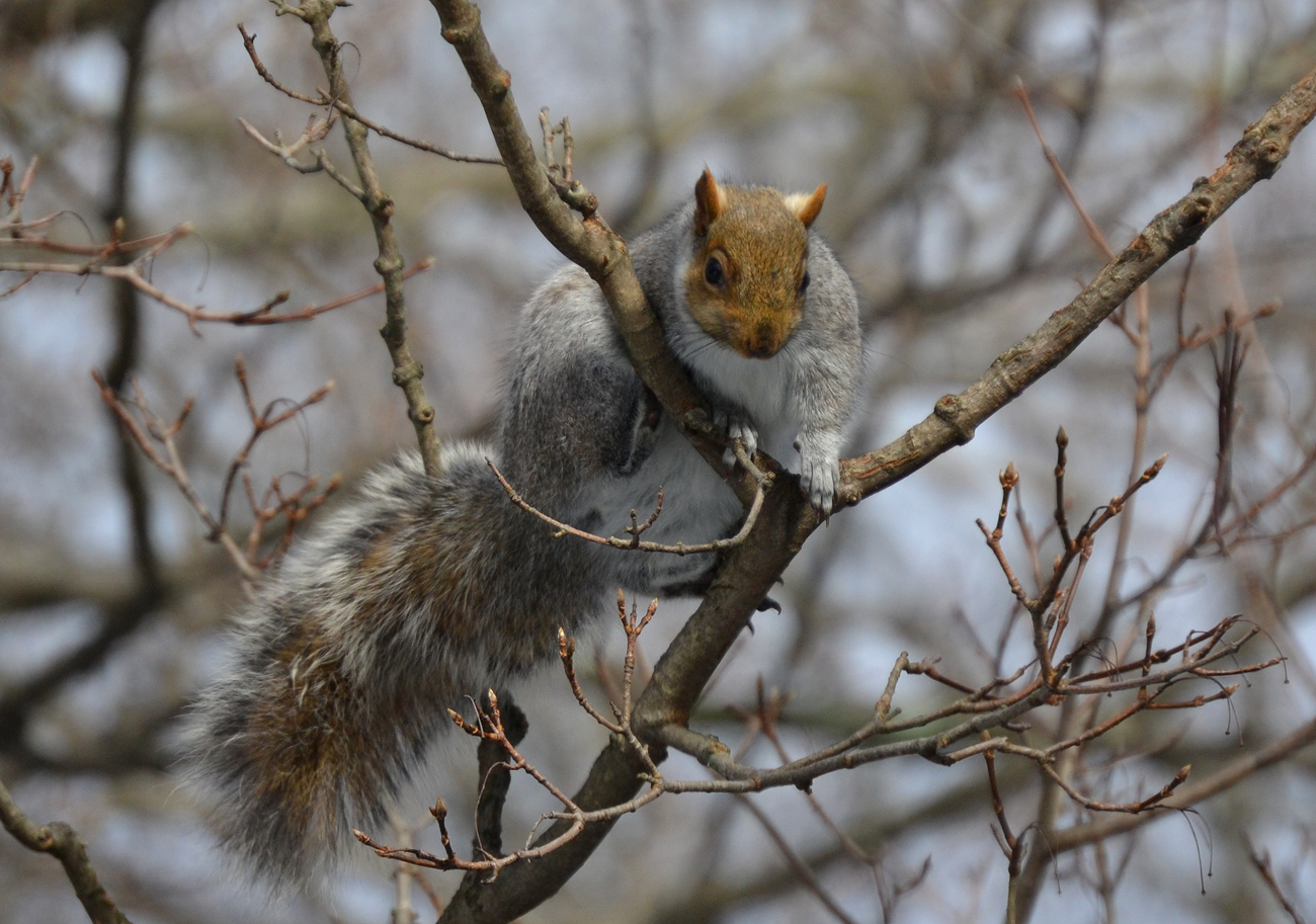 woods-walks-and-wildlife-modeling-squirrel